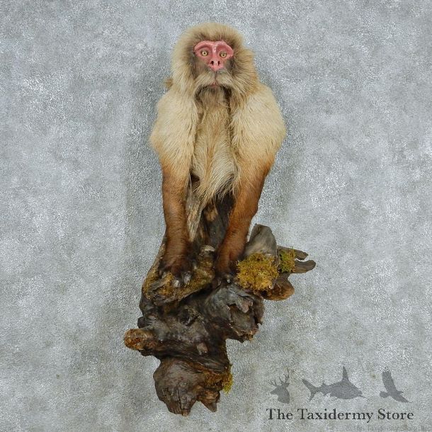 Japanese Macaque Taxidermy Mount #13067 For Sale @ The Taxidermy Store