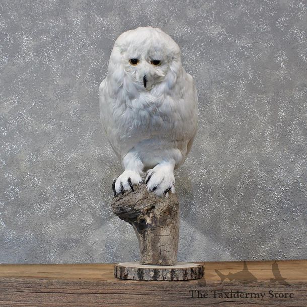 Reproduction Snow Owl Mount #12122 For Sale @ The Taxidermy Store