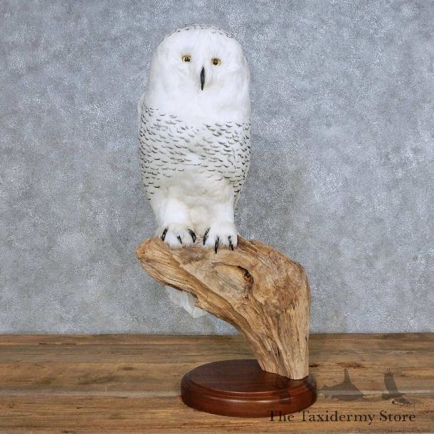 Snowy Owl Reproduction Bird Mount For Sale #14716 @ The Taxidermy Store