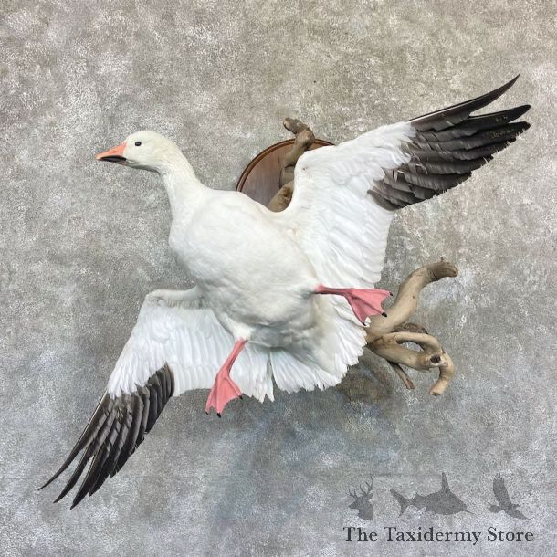 Snow Goose Taxidermy Mount For Sale #26501 @ The Taxidermy Store