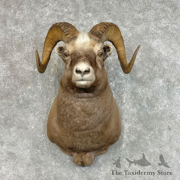 Snow Sheep Shoulder Mount For Sale #25736 @ The Taxidermy Store