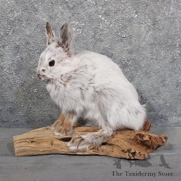 Snowshoe Hare Rabbit Mount #11694 For Sale @ The Taxidermy Store