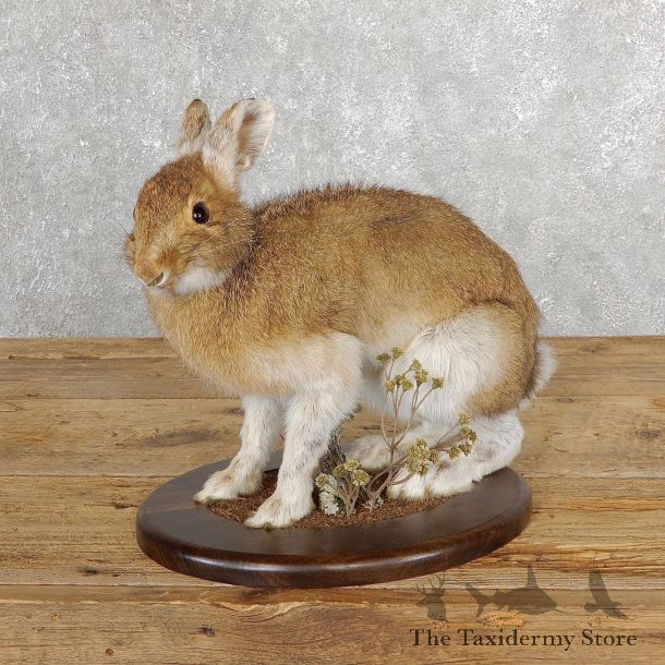Snowshoe Hare Rabbit Mount #19696 For Sale @ The Taxidermy Store