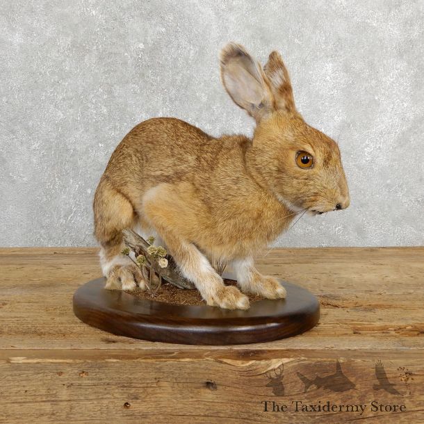Snowshoe Hare Rabbit Mount #19698 For Sale @ The Taxidermy Store