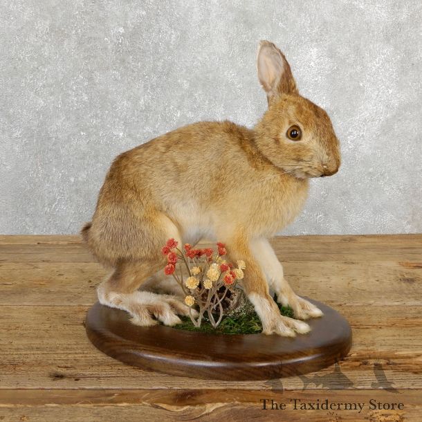 Snowshoe Hare Rabbit Mount #19699 For Sale @ The Taxidermy Store