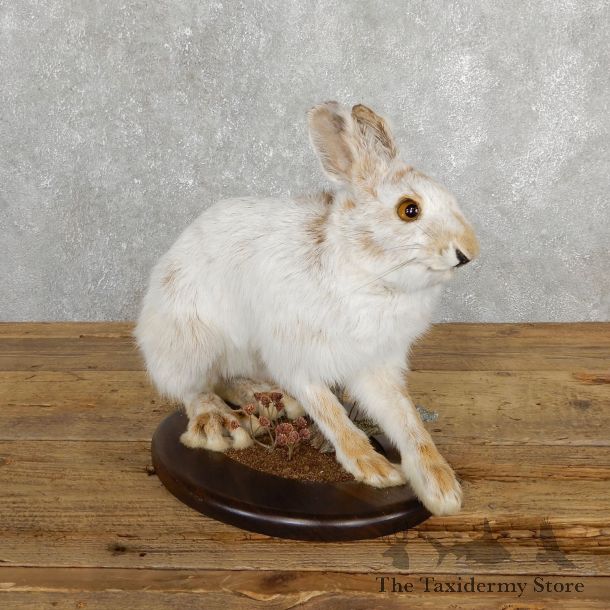 Snowshoe Hare Rabbit Mount #19700 For Sale @ The Taxidermy Store