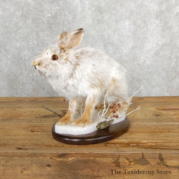 Snowshoe Hare Rabbit Mount #19701 For Sale @ The Taxidermy Store