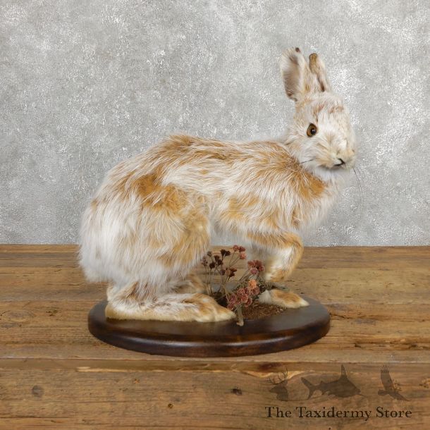 Snowshoe Hare Rabbit Mount #19702 For Sale @ The Taxidermy Store
