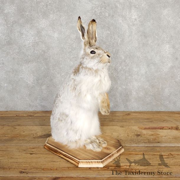 White-tailed Jack Rabbit Mount #20311 For Sale @ The Taxidermy Store