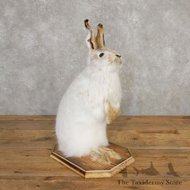 White-tailed jackrabbit Mount #20313 For Sale @ The Taxidermy Store