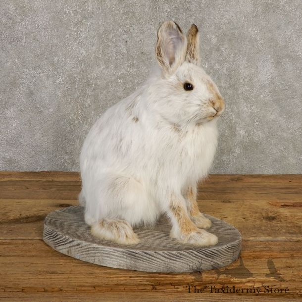Snowshoe Hare Rabbit Mount #20399 For Sale @ The Taxidermy Store