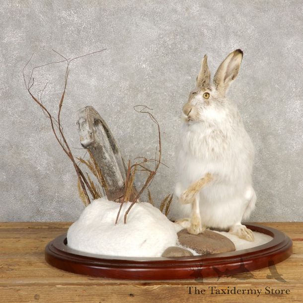 Snowshoe Hare Rabbit Mount #20400 For Sale @ The Taxidermy Store