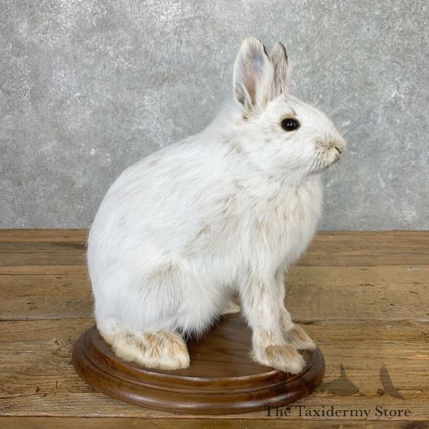 Snowshoe Hare Rabbit Mount #22150 For Sale @ The Taxidermy Store