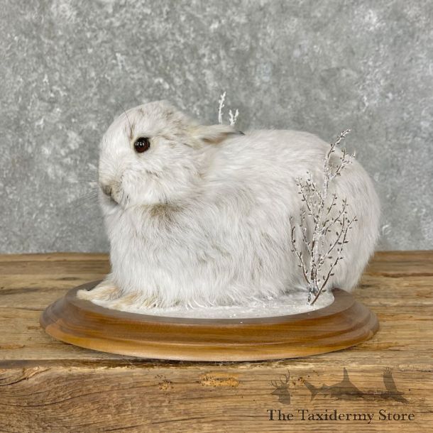 Snowshoe Hare Rabbit Mount For Sale #27607 @ The Taxidermy Store