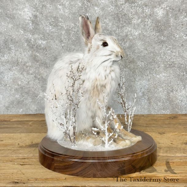 Snowshoe Hare Rabbit Mount For Sale #28798 @ The Taxidermy Store