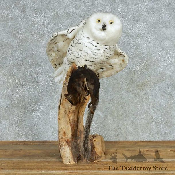 Reproduction Snow Owl Mount #11778 For Sale @ The Taxidermy Store