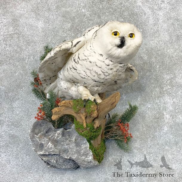 Snowy Owl Reproduction Bird Mount For Sale #22316 @ The Taxidermy Store
