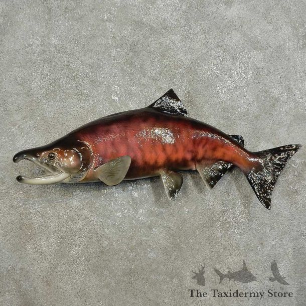 Sockeye Salmon Fish Mount For Sale #15921 @ The Taxidermy Store