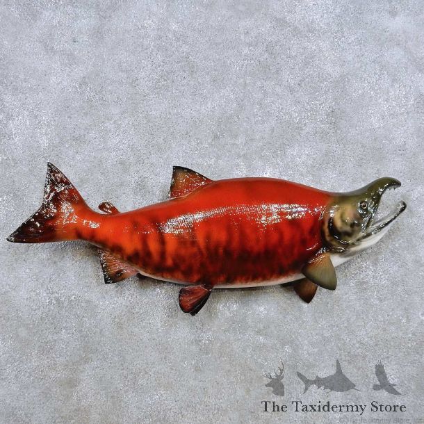 Sockeye Salmon Reproduction Fish Mount For Sale #14374 @ The Taxidermy Store