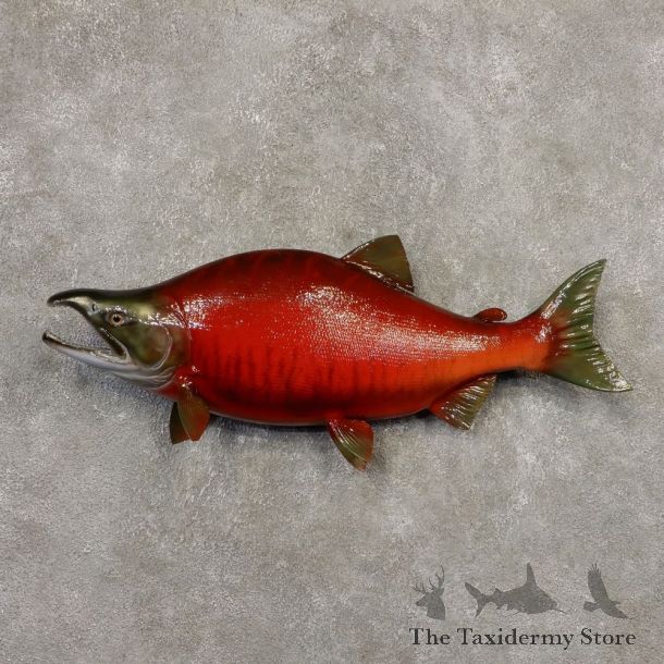 Sockeye Salmon Fish Mount For Sale #20345 @ The Taxidermy Store