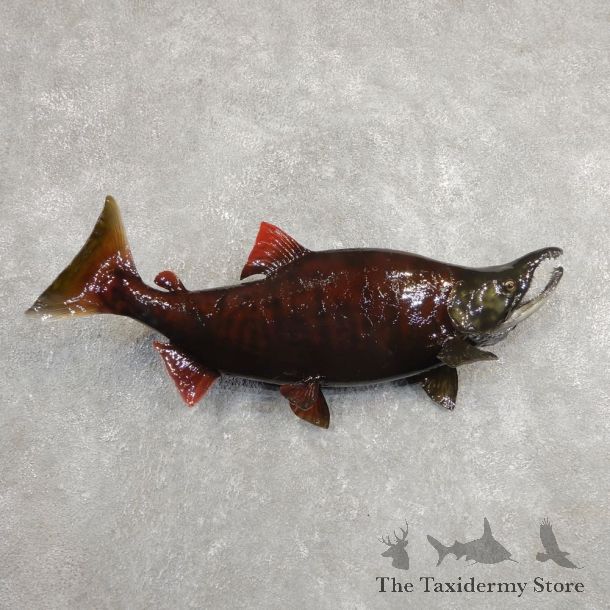 Sockeye Salmon Fish Mount For Sale #20919 @ The Taxidermy Store
