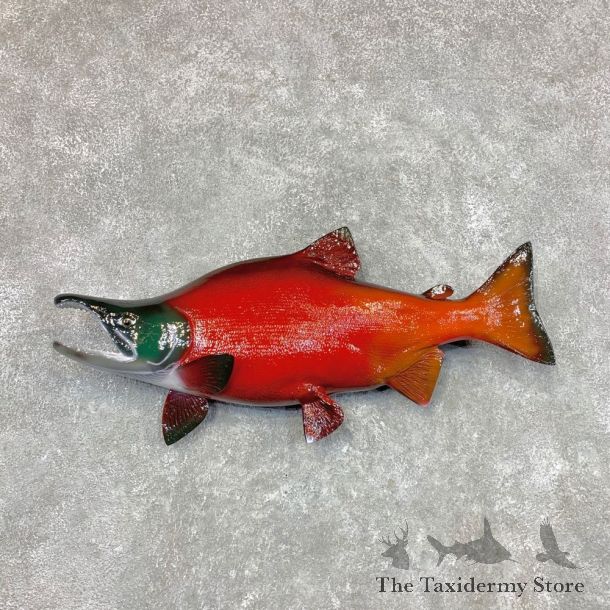 Sockeye Salmon Fish Mount For Sale #22486 @ The Taxidermy Store