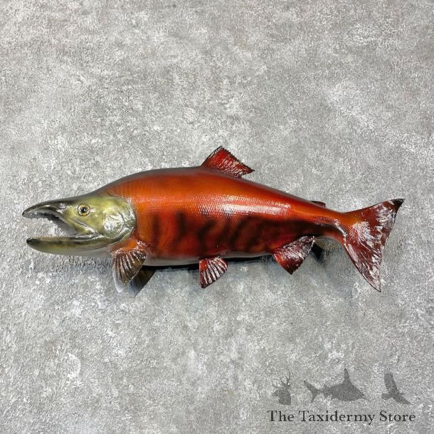 Sockeye Salmon Taxidermy Fish Mount For Sale #25934 @ The Taxidermy Store