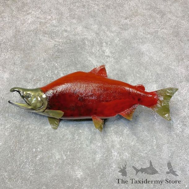 Sockeye Salmon Taxidermy Fish Mount For Sale #23651 @ The Taxidermy Store