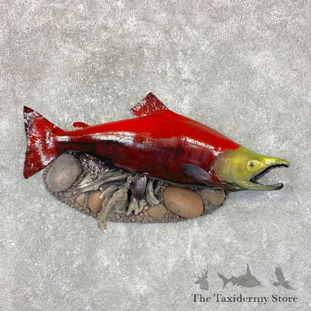 Sockeye Salmon Taxidermy Fish Mount For Sale #24027 @ The Taxidermy Store