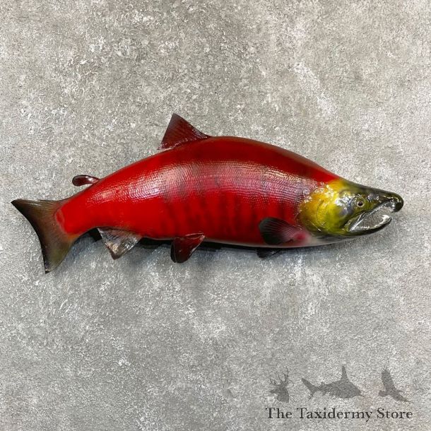 Sockeye Salmon Taxidermy Fish Mount For Sale #24367 @ The Taxidermy Store