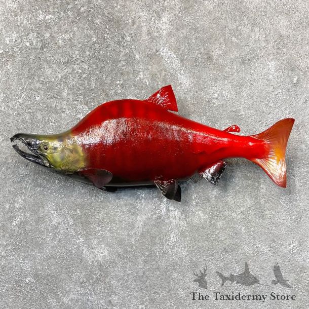 Sockeye Salmon Taxidermy Fish Mount For Sale #24368 @ The Taxidermy Store