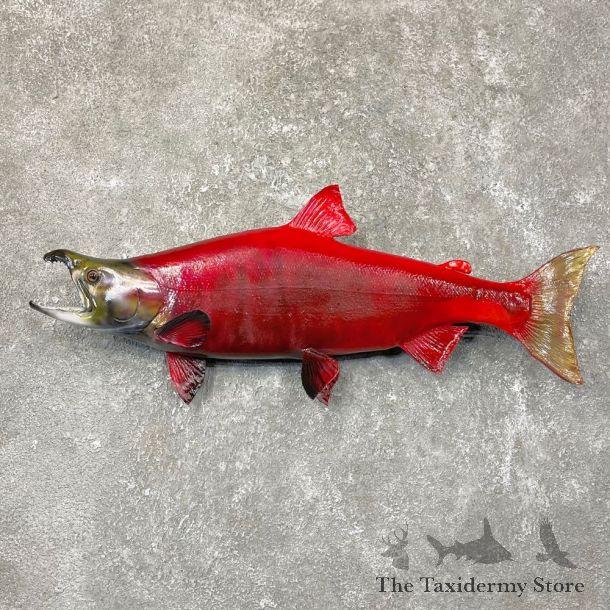Sockeye Salmon Taxidermy Fish Mount For Sale #24531 @ The Taxidermy Store