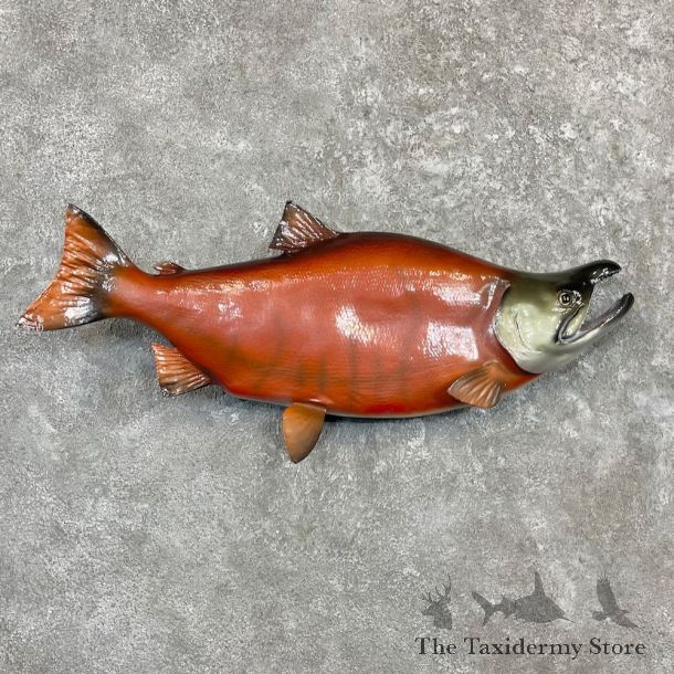 Sockeye Salmon Taxidermy Fish Mount For Sale #27243 @ The Taxidermy Store