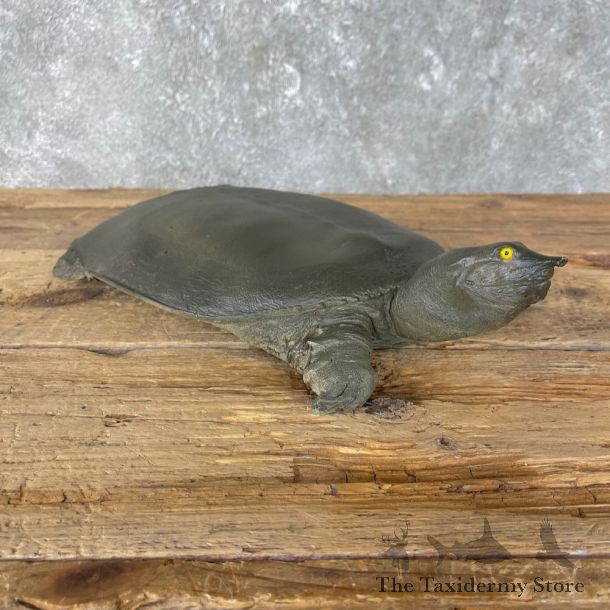 Softshell Turtle Taxidermy Mount #26032 For Sale @ The Taxidermy Store
