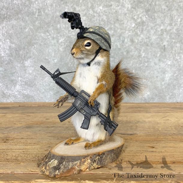 Soldier Squirrel Novelty Mount For Sale #22999 @ The Taxidermy Store