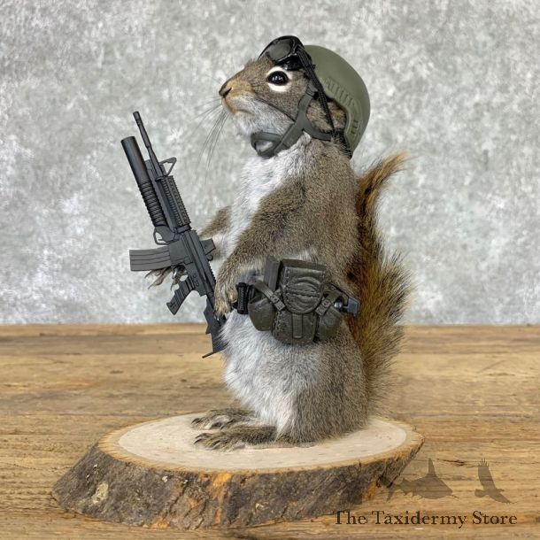 Soldier Squirrel Novelty Mount For Sale #23000 @ The Taxidermy Store