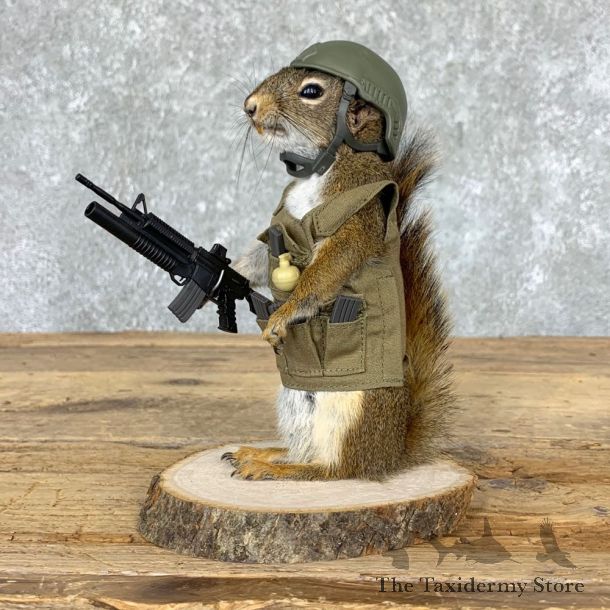 Soldier Squirrel Novelty Mount For Sale #23001 @ The Taxidermy Store
