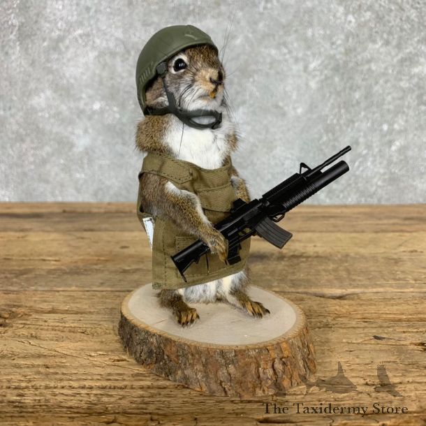 Soldier Squirrel Novelty Mount For Sale #23467 @ The Taxidermy Store