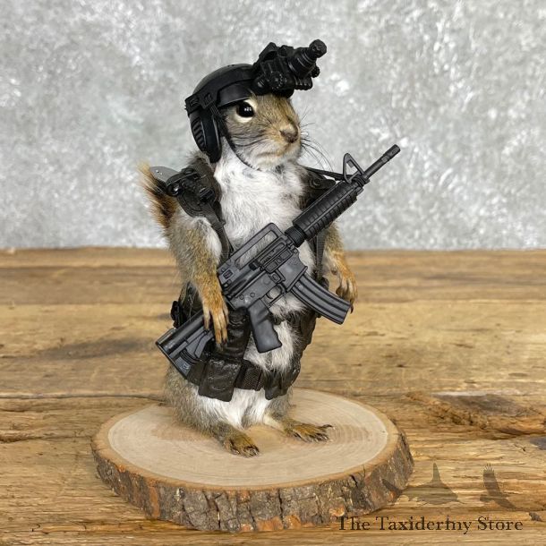 Soldier Squirrel Novelty Mount For Sale #24166 @ The Taxidermy Store