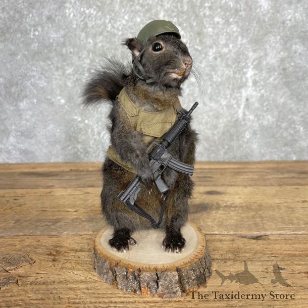 Soldier Squirrel Novelty Mount For Sale #24424 @ The Taxidermy Store