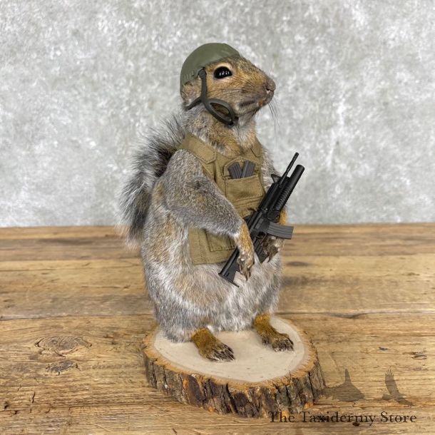 Soldier Squirrel Novelty Mount For Sale #24425 @ The Taxidermy Store