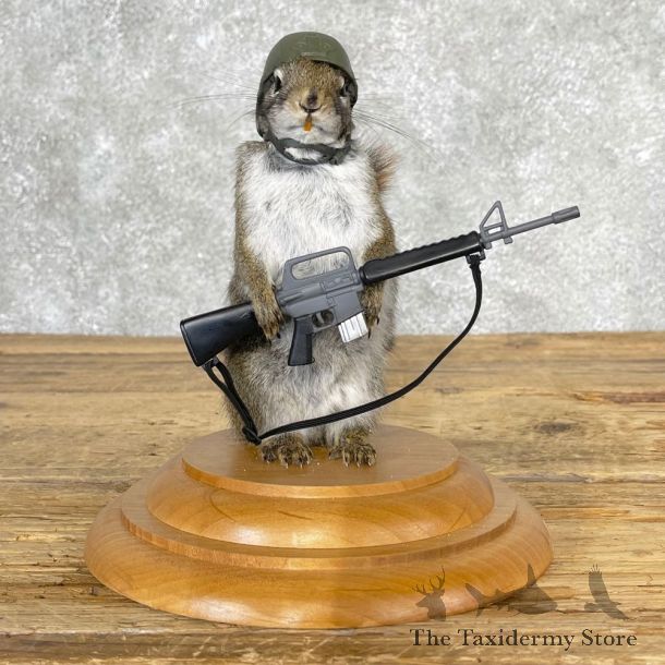 Soldier Squirrel Novelty Mount For Sale #25031 @ The Taxidermy Store