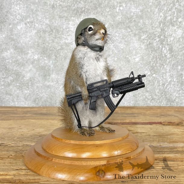 Soldier Squirrel Novelty Mount For Sale #25030 @ The Taxidermy Store
