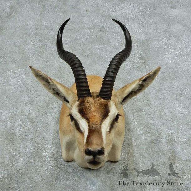 African Soemmerrings Gazelle Shoulder Mount #13721 For Sale @ The Taxidermy Store