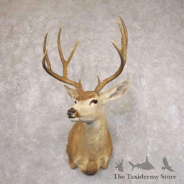 Sonora Desert Mule Deer Shoulder Mount For Sale #22183 @ The Taxidermy Store