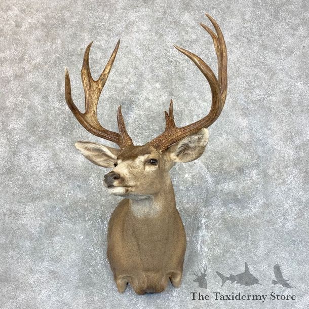 Sonora Desert Mule Deer Shoulder Mount For Sale #23803 @ The Taxidermy Store