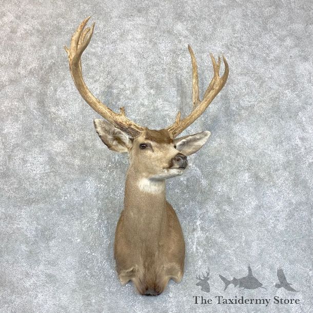 Sonora Desert Mule Deer Shoulder Mount For Sale #23804 @ The Taxidermy Store
