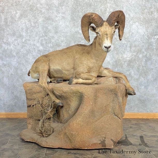 Sonora Desert Sheep Life Size Taxidermy Mount #22468 For Sale @ The Taxidermy Store