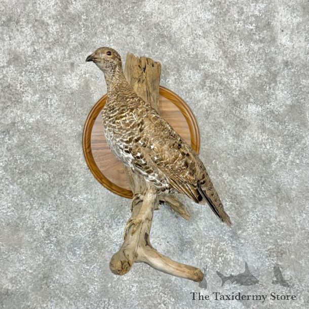 Spruce Grouse Hen Mount For Sale #18258 @ The Taxidermy Store