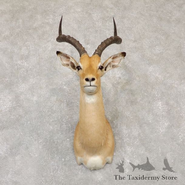 South African Impala Shoulder Mount For Sale #20145 @ The Taxidermy Store